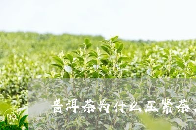 普洱茶为什么压紧茶底才能喝/2023052916461