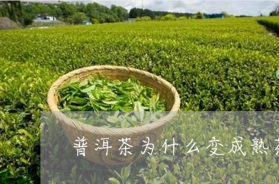 普洱茶为什么变成熟茶/2023063075078