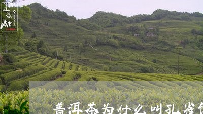 普洱茶为什么叫孔雀饼/2023120795147