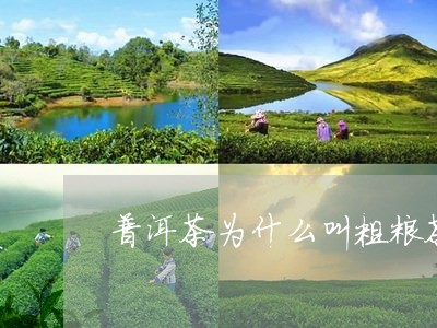 普洱茶为什么叫粗粮茶/2023100759692