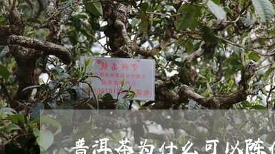 普洱茶为什么可以陈化/2023080260470