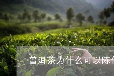 普洱茶为什么可以陈化/2023100695369