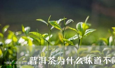 普洱茶为什么味道不同/2023120625159