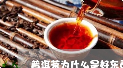 普洱茶为什么是好东西/2023092968362