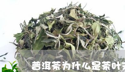 普洱茶为什么是茶叶末/2023092781402