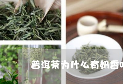 普洱茶为什么有奶香味/2023092930580