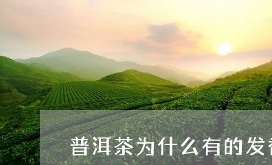 普洱茶为什么有的发香有的没有/2023121657270