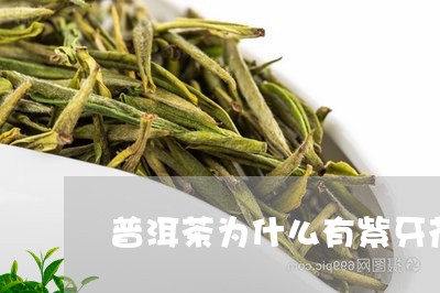 普洱茶为什么有紫牙花的味道/2023082887270