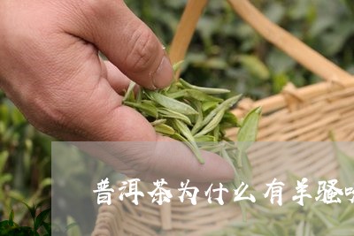 普洱茶为什么有羊骚味/2023092840593