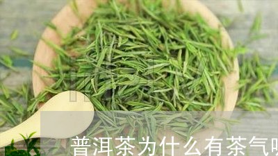 普洱茶为什么有茶气呢/2023062274936