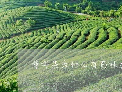 普洱茶为什么有药味呢/2023120690592