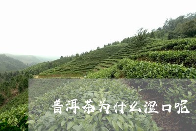 普洱茶为什么涩口呢/2023071028604