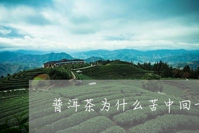 普洱茶为什么苦中回甘/2023092873747