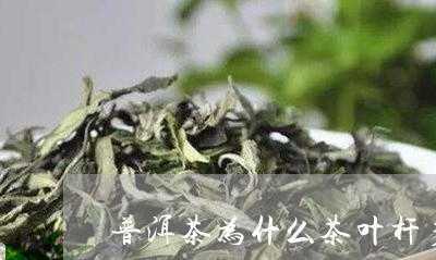 普洱茶为什么茶叶杆多/2023072406847