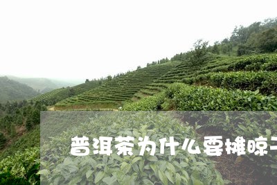 普洱茶为什么要摊晾干茶/2023110688602