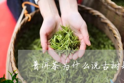 普洱茶为什么说古树好喝/2023082981727