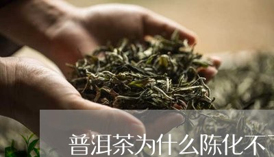 普洱茶为什么陈化不了茶叶/2023082902826