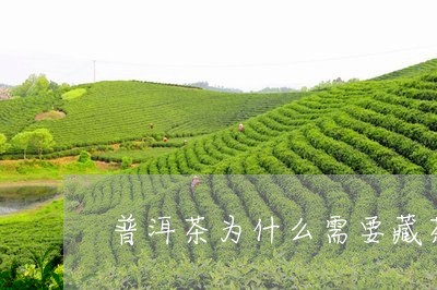 普洱茶为什么需要藏茶/2023100896253