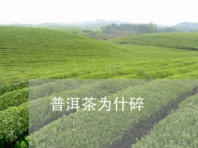 普洱茶为什碎/2023042898296