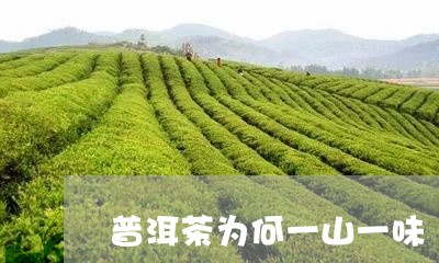 普洱茶为何一山一味/2023091548370