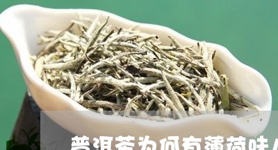 普洱茶为何有薄荷味儿呢/2023120798482