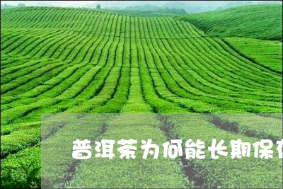 普洱茶为何能长期保存/2023100624925