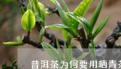 普洱茶为何要用晒青茶/2023100732624