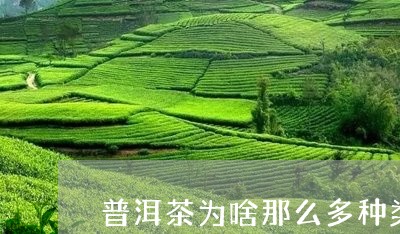 普洱茶为啥那么多种类/2023062277462