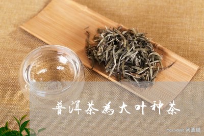 普洱茶为大叶种茶/2023120458362