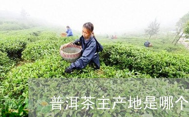 普洱茶主产地是哪个省/2023062328751