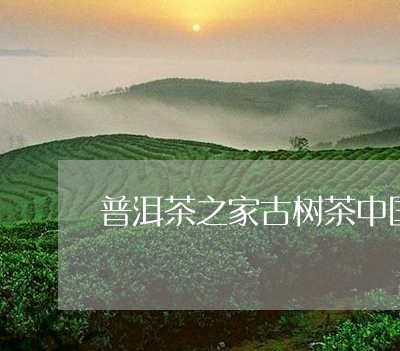 普洱茶之家古树茶中国普洱茶商城/2023060345151