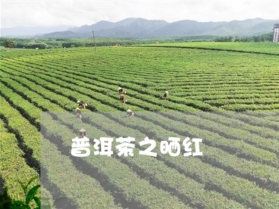 普洱茶之晒红/2023042500890