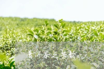 普洱茶之芳韵/2023091105136