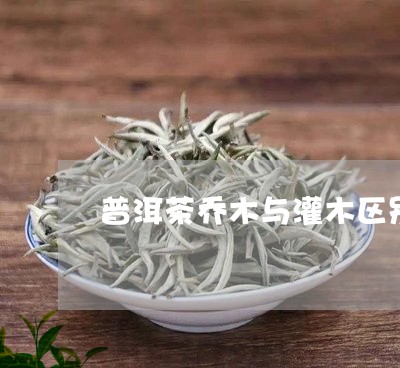 普洱茶乔木与灌木区别/2023080158593