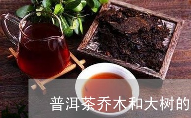 普洱茶乔木和大树的区别图片/2023052992945