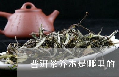 普洱茶乔木是哪里的/2023120500694