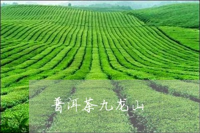 普洱茶九龙山/2023090605049