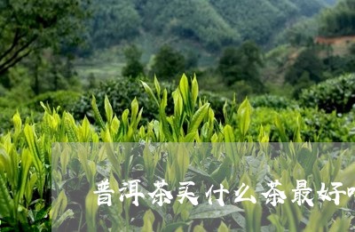 普洱茶买什么茶最好喝/2023080373938