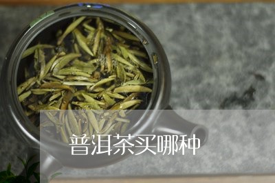 普洱茶买哪种/2023042914247