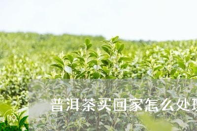 普洱茶买回家怎么处理/2023080107249