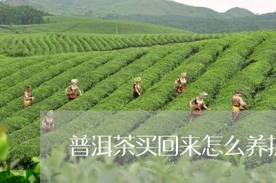 普洱茶买回来怎么养护好/2023050640592