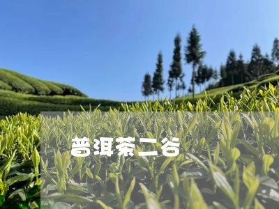 普洱茶二谷/2023090678381