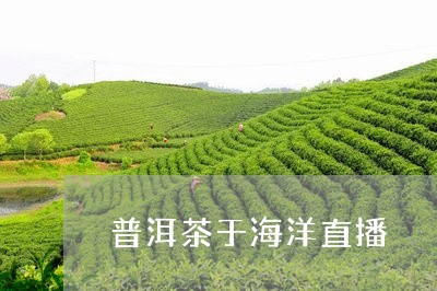 普洱茶于海洋直播/2023081690693