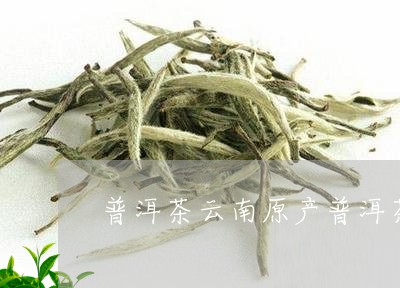 普洱茶云南原产普洱茶/2023120652594