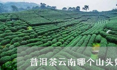 普洱茶云南哪个山头好/2023080236271