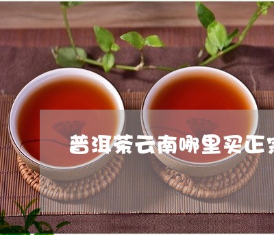 普洱茶云南哪里买正宗/2023080312894