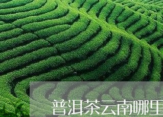 普洱茶云南哪里好喝点/2023080308626