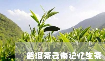 普洱茶云南记忆生茶/2023101678262