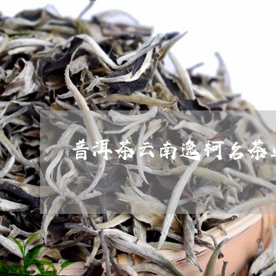 普洱茶云南逸柯名茶业/2023062277150