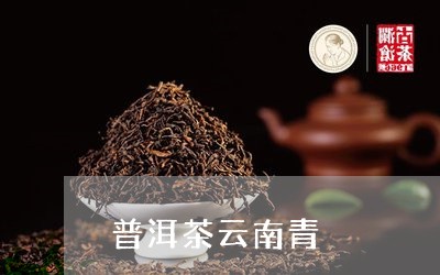 普洱茶云南青/2023081853837